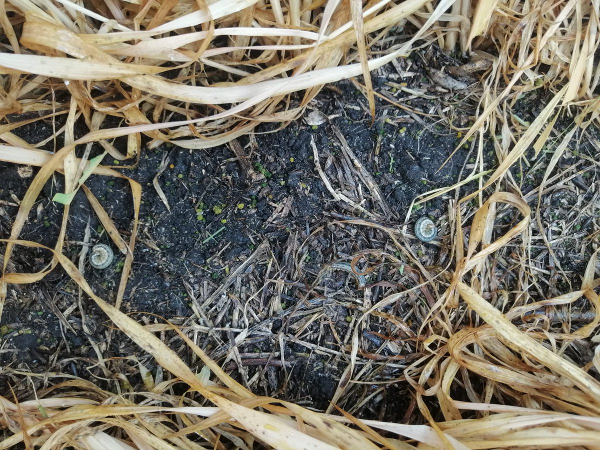 Proquimur's tweet photo. 🌿⚠️ En recorrida de ensayos en la zona de Esperanza, Paysandú, se registran importantes ataques de lagartas en cebada. 

🔛 Sugerimos monitorear los cereales de invierno frente a la amenaza de esta plagas. https://t.co/tUhljiy7UU