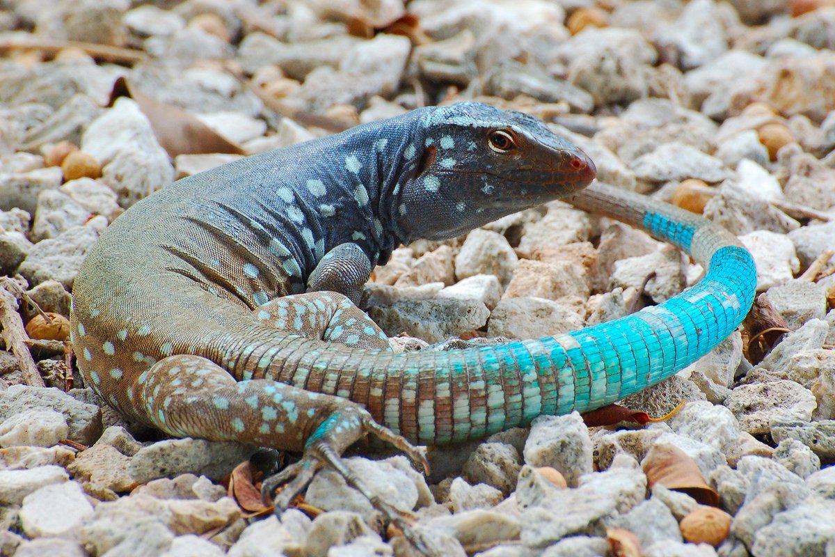 HourlyLizards's tweet photo. 🦎 Laurenti's Whiptail - Cnemidophorus murinus 📷 Cisca https://t.co/BQZtOQWCxZ