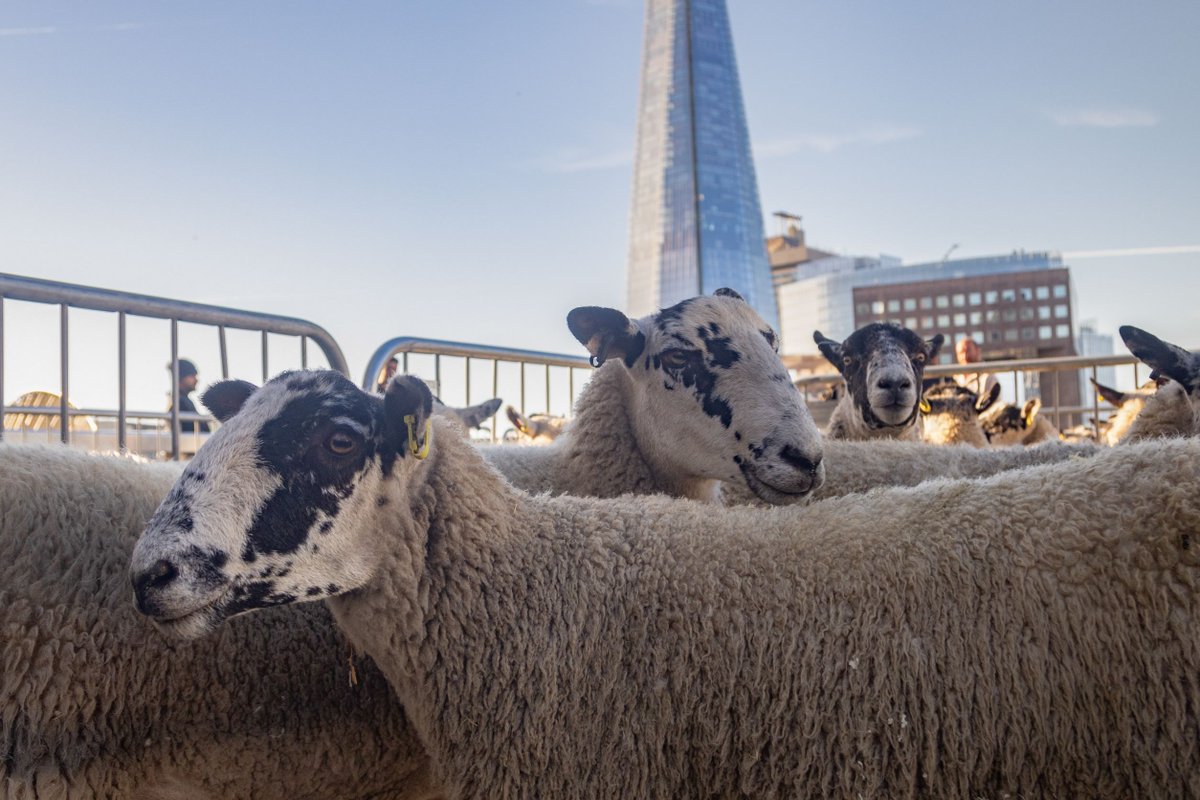 glaziershall's tweet photo. As a Livery building we are fortunate enough to get involved in events throughout the year that honour the heritage of the movement. Just one such occasion was the Sheep Drive across London Bridge last month. Thanks to @SheepDriveLDN for the pics. #SheepDrive #LiveryFair #London https://t.co/ueW5l6Ueav