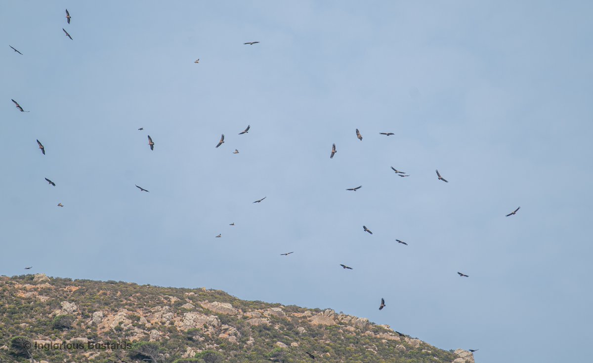 This week we welcomed guests among the late #Autumn #migration here in The #Straits ! Rüppell's Vultures among the increasing passage of masses of young Griffon Vultures, late autumnal White Storks crossing and the flow of Short-toed and Booted Eagles continues! #FlywayBirding