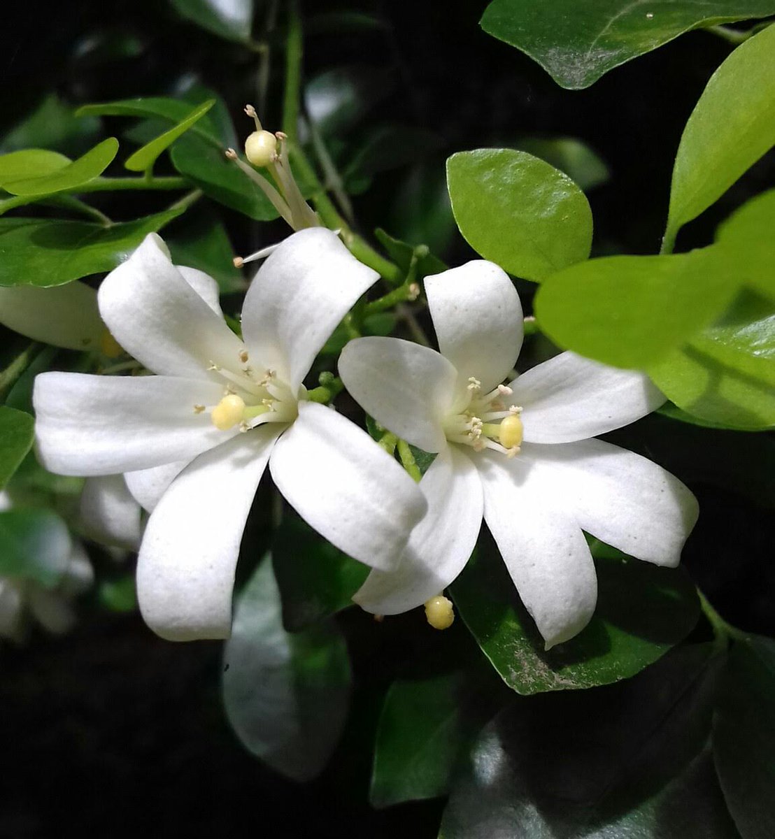 Kunti, Kamini, Orange Jessamine are some of the names for these gorgeous white flowers with a sweet fragrance. Sci name: Murraya Paniculata #flowersonfriday #trees #Pune #FridayFeeling #FridayVibes #nature #photographyart #October