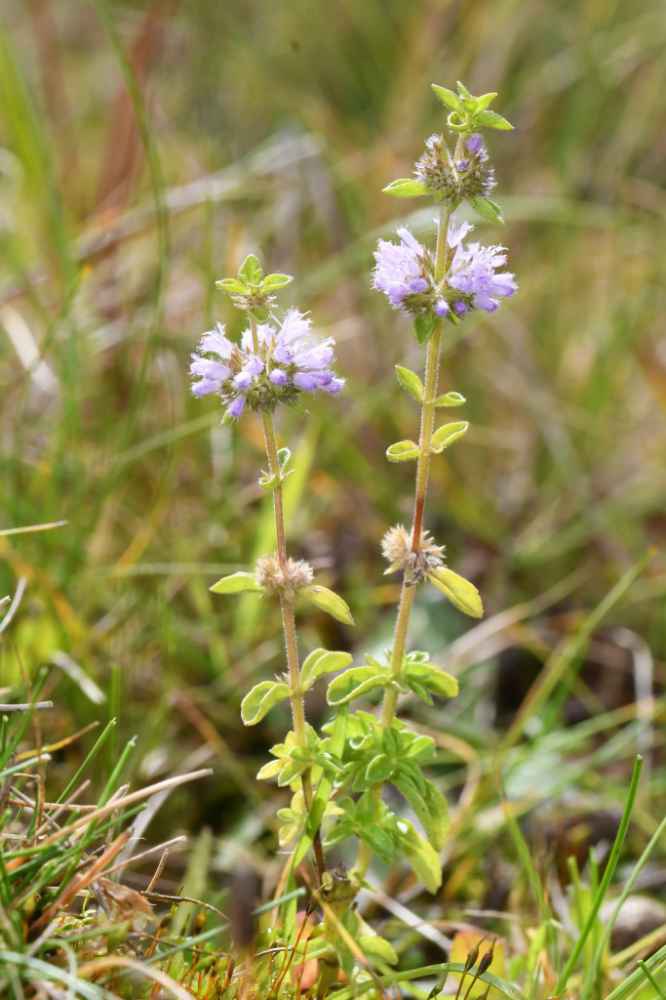 #RecordOfTheWeek today is the Nationally Scarce plant Pennyroyal (Mentha pulegium), spotted at Mynydd-yr-Eglwys by Liam Olds. Many thanks for the record & photo, submitted via the LERC Wales app: sewbrec.org.uk/recording/app.