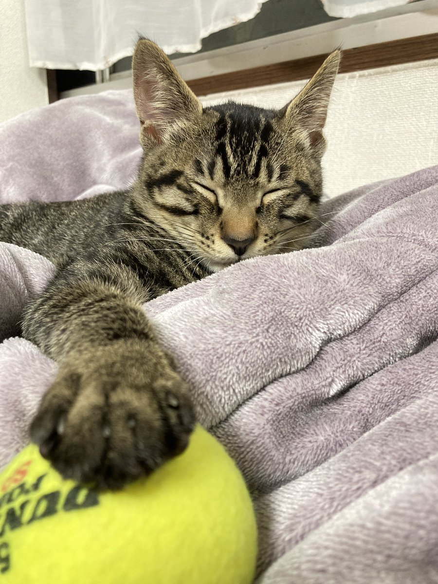 aaash_0701's tweet photo. ねむいにゃ。
明日も遊んでにゃ🎾 https://t.co/HyRZxzFSKa
