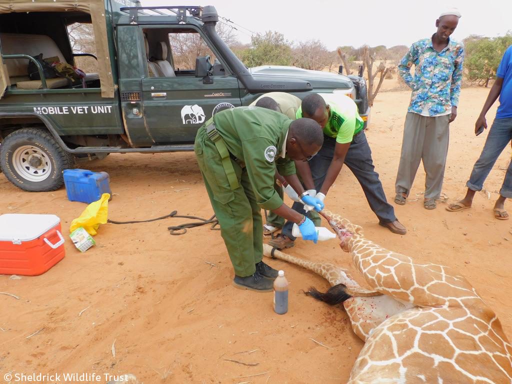 2nd giraffe patient helped in a day by our SWT/KWS Meru Vet Team. This juvenile male had an open wound to the right hindleg. Thankfully, no bone damage. Dr Aminga cleaned&disinfected the wound, applied green clay & administered antibiotics&painkillers. Good prognosis for recovery