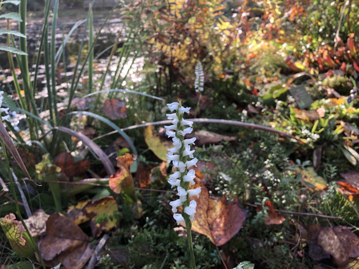 ElanAlford's tweet photo. Wonders of the world… We just had our first few frosty nights; yet here comes peak bloom for the ladies’ tresses! ⁦@MtCubaCenter⁩ https://t.co/2BRlakUnpO