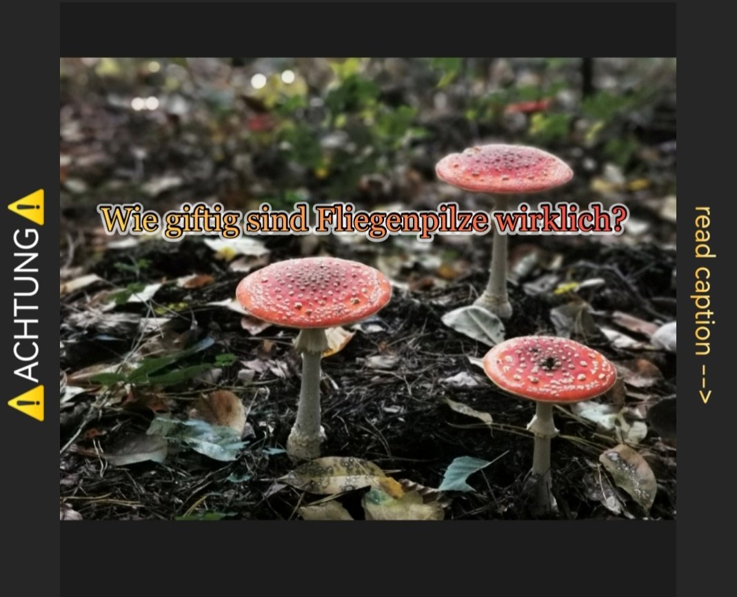 Follow me on Instagram.

🍄✨🍄✨🍄✨🍄✨🍄✨🍄✨

#satire #pilze #magicmushrooms #mushrooms #magic #magie #zauber #zauberpilze #fliegenpilz #wald #trend #gift #toadstool