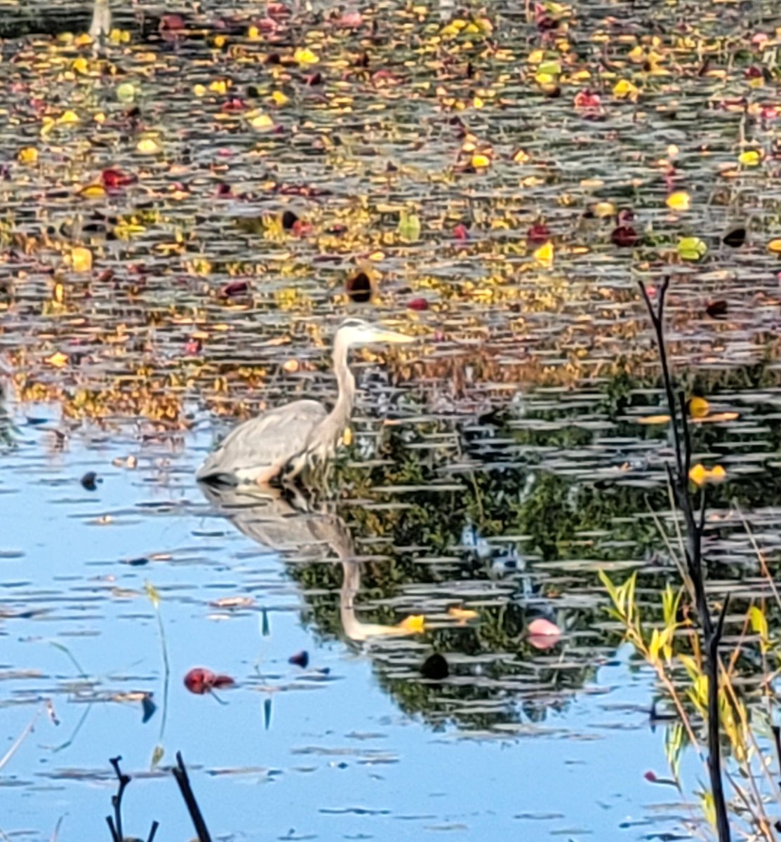 Lake Artemesia this morning #AnacostiaRiver <a href="/anacostiaws/">Anacostia Watershed Society</a>