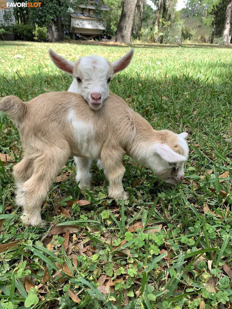 cuteanimalspict's tweet photo. https://t.co/Lj9S83FBAp