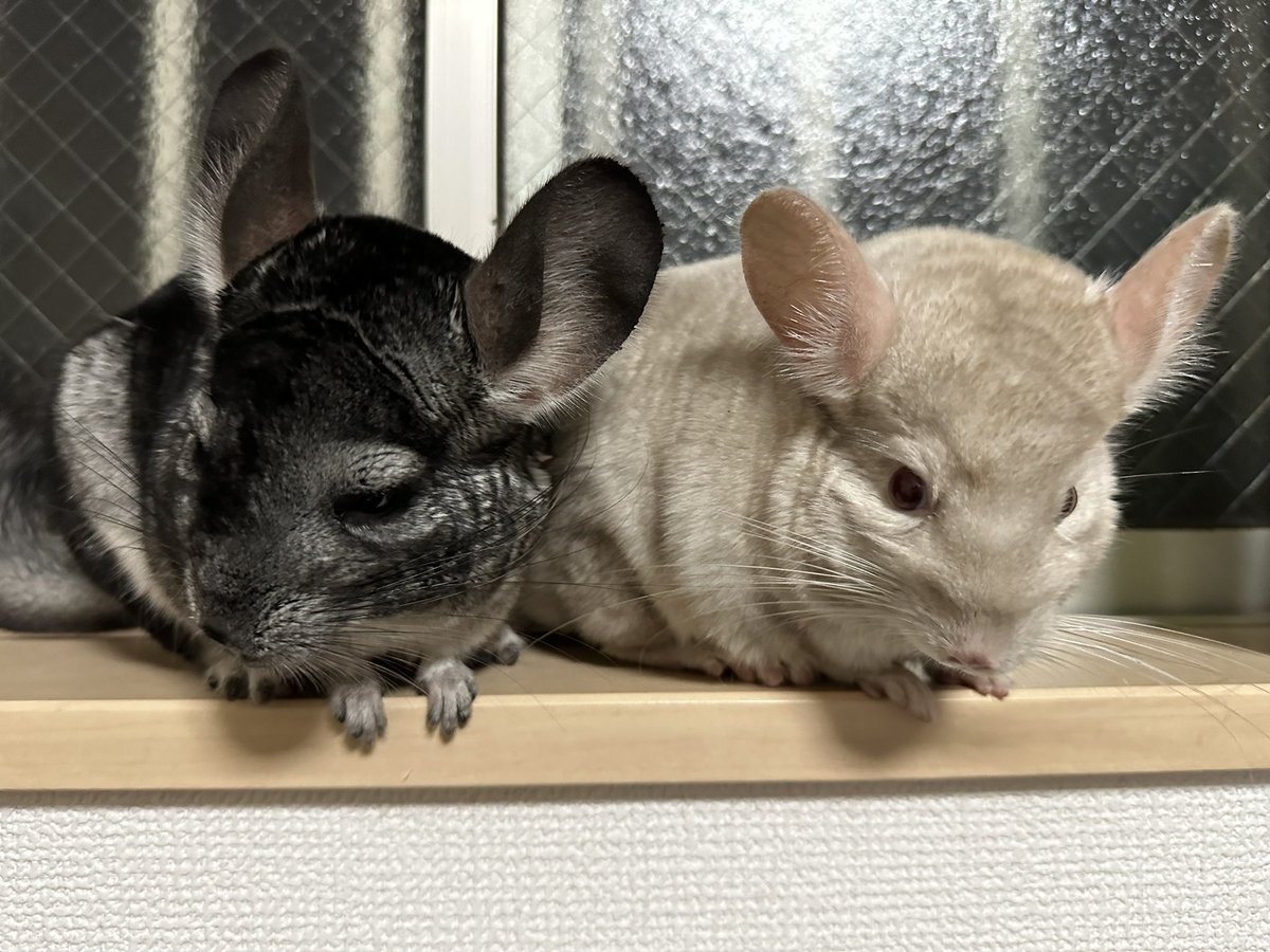 Panda____Usagi's tweet photo. いつみても一緒🐼🐰

#チンチラ https://t.co/5TGmo5eVfZ