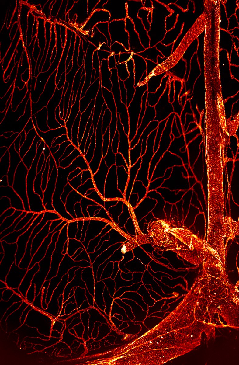 The tree of life !
#fluorescentfriday #meningealbloodvessels
@CirbCdf