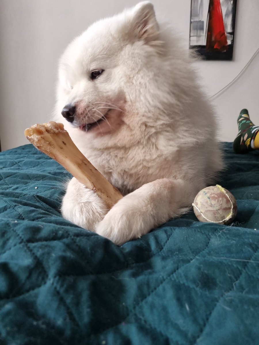 YukiWhiteQueen's tweet photo. Pamiętajcie, znajdźcie sobie kobietę która będzie patrzała na Was tak, jak Yuki na kostkę. https://t.co/XYHWgKkeks