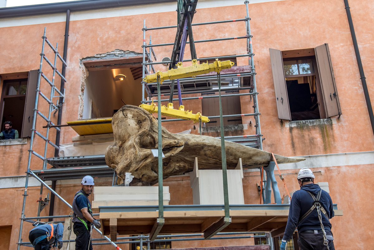 UniPadova's tweet photo. 🦈 A new home for the shark and the sperm whale!

Two artifacts from the Museum of Zoology @museiunipd and their new home, the future Museum of Nature and Humankind: they will enrich the collection of Europe's largest university museum.

> https://t.co/vVpS0EjVWi https://t.co/sZB10AYBDD