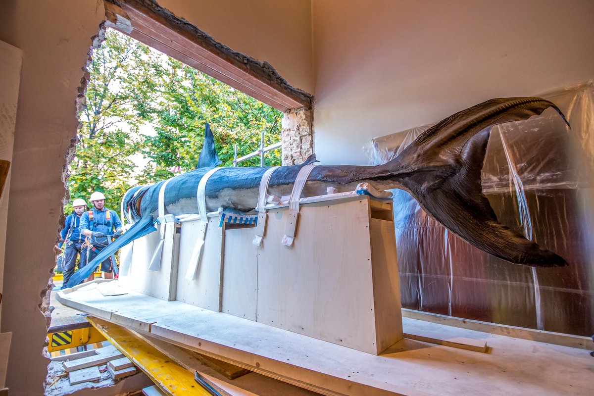 UniPadova's tweet photo. 🦈 A new home for the shark and the sperm whale!

Two artifacts from the Museum of Zoology @museiunipd and their new home, the future Museum of Nature and Humankind: they will enrich the collection of Europe's largest university museum.

> https://t.co/vVpS0EjVWi https://t.co/sZB10AYBDD