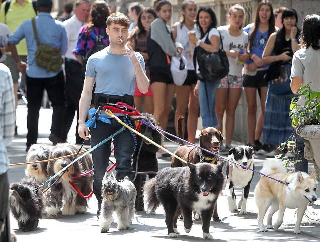 WizardOTCoast's tweet photo. 1 dog = good. 2 dogs = great! Please tell your friends that live in the Meyerspark area that I'll walk their dogs daily for free. Is that weird for a grown adult to do 🤷? I dunno, I just want to look like that meme of Daniel Radcliff walking those dogs. https://t.co/QEfM7st8OC