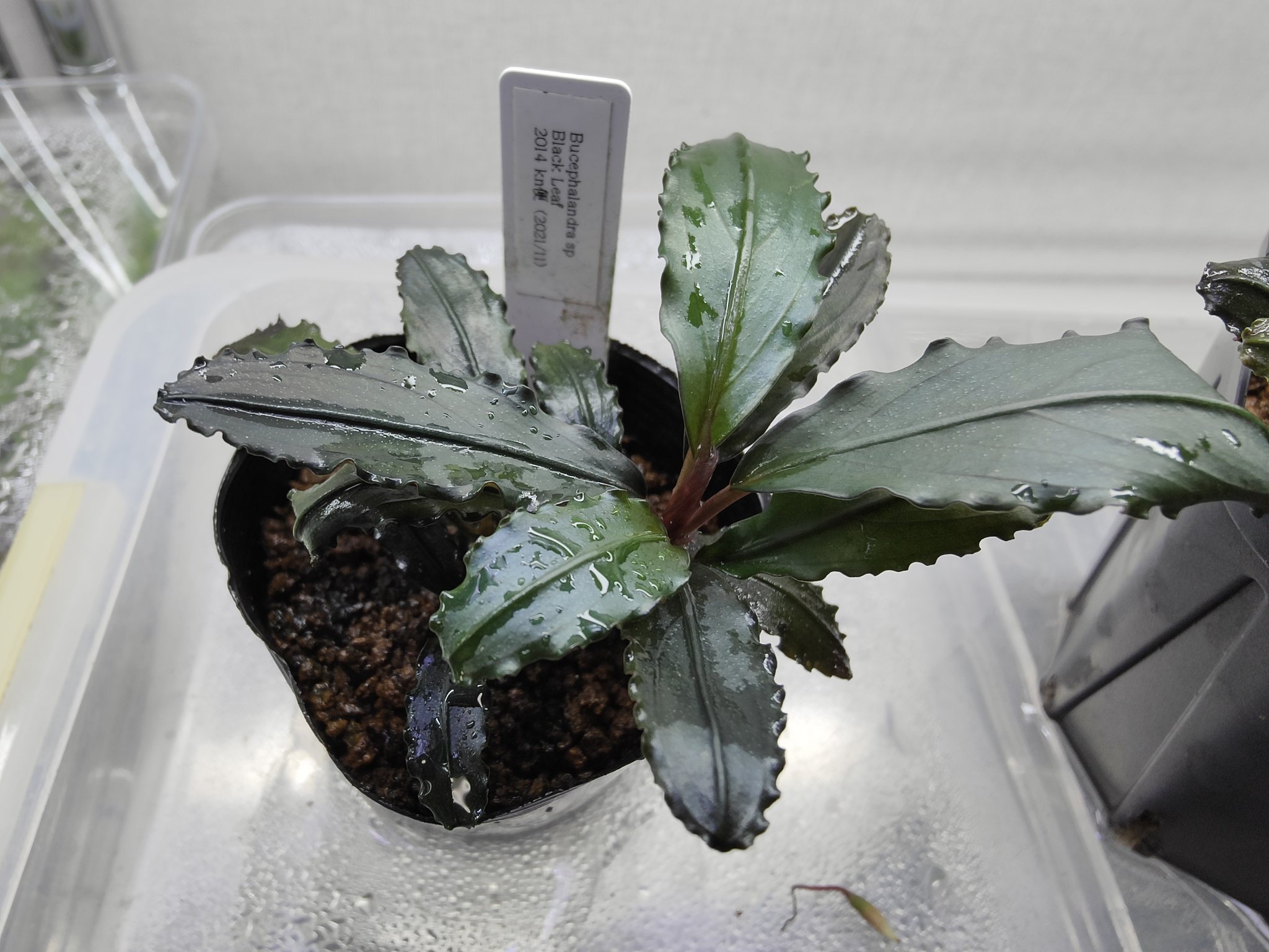 キボーデコ в X: „Bucephalandra sp. キボーデコ в X: „Bucephalandra sp.