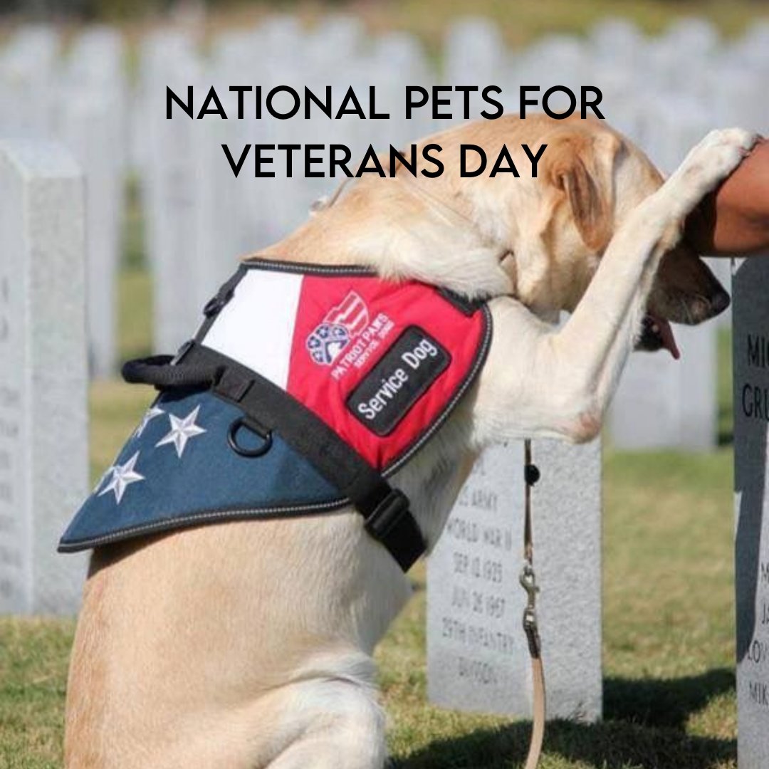 #mansbestfriend🐾  #thankyouforserving #woofwoofpuppies #noahsark #unconditionallove💕