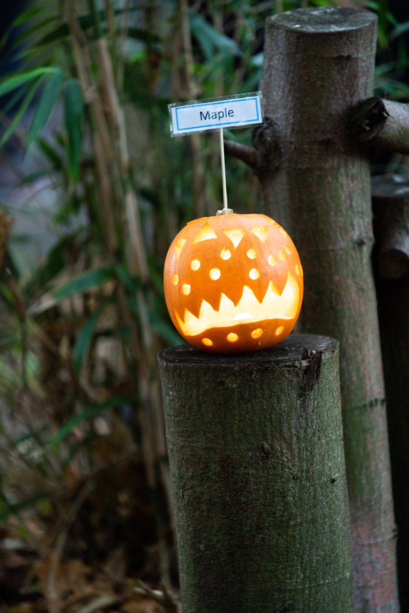 SidestrandHall's tweet photo. Marvellous magical pumpkins in the woods at Sidestrand Hall School! #happyhalloween #pumpkinmagic https://t.co/DveJ0eM21Z