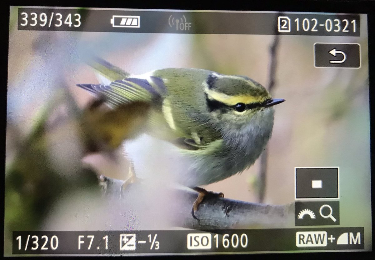 24 Stripes of Contentment - 2 Pallass Warblers and a Yellow-browed Warbler- Holy Island Lough @NTBirdClub