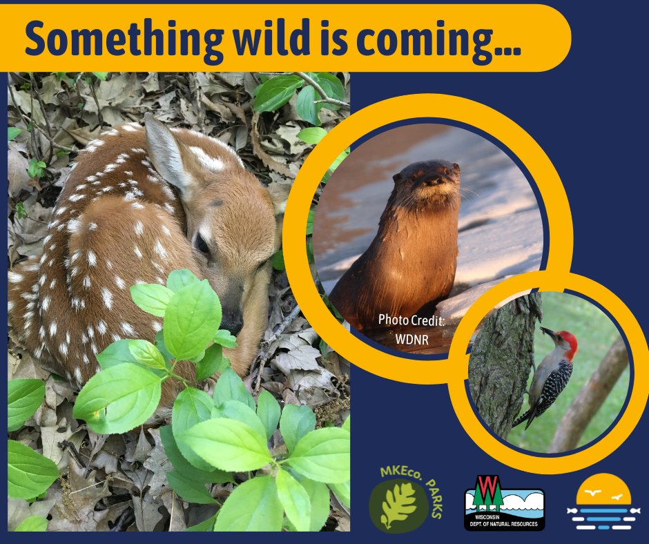 Learn how @milwaukeeparks and the Waterway Restoration Partnership are revitalizing wild places along the Little Menomonee River at this walking tour highlighting some of our exciting work to help restore habitat for fish wildlife across the county! mkewaterwaypartners.org/lmrp-tour/