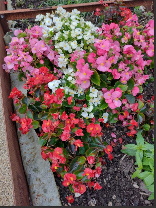 RecoveryColleg3's tweet photo. Our facilitator Lisa took these lovely pictures from the Neptune Gardening project this week. 🌺
For more info about our gardening groups: https://t.co/M5dSJOQZj6
☎️ 0121 543 4061
📧 info@therecoverycollege.co.uk
#therecoverycollege #dudley #mentalhealth #gardening https://t.co/VmHwAdOyPr