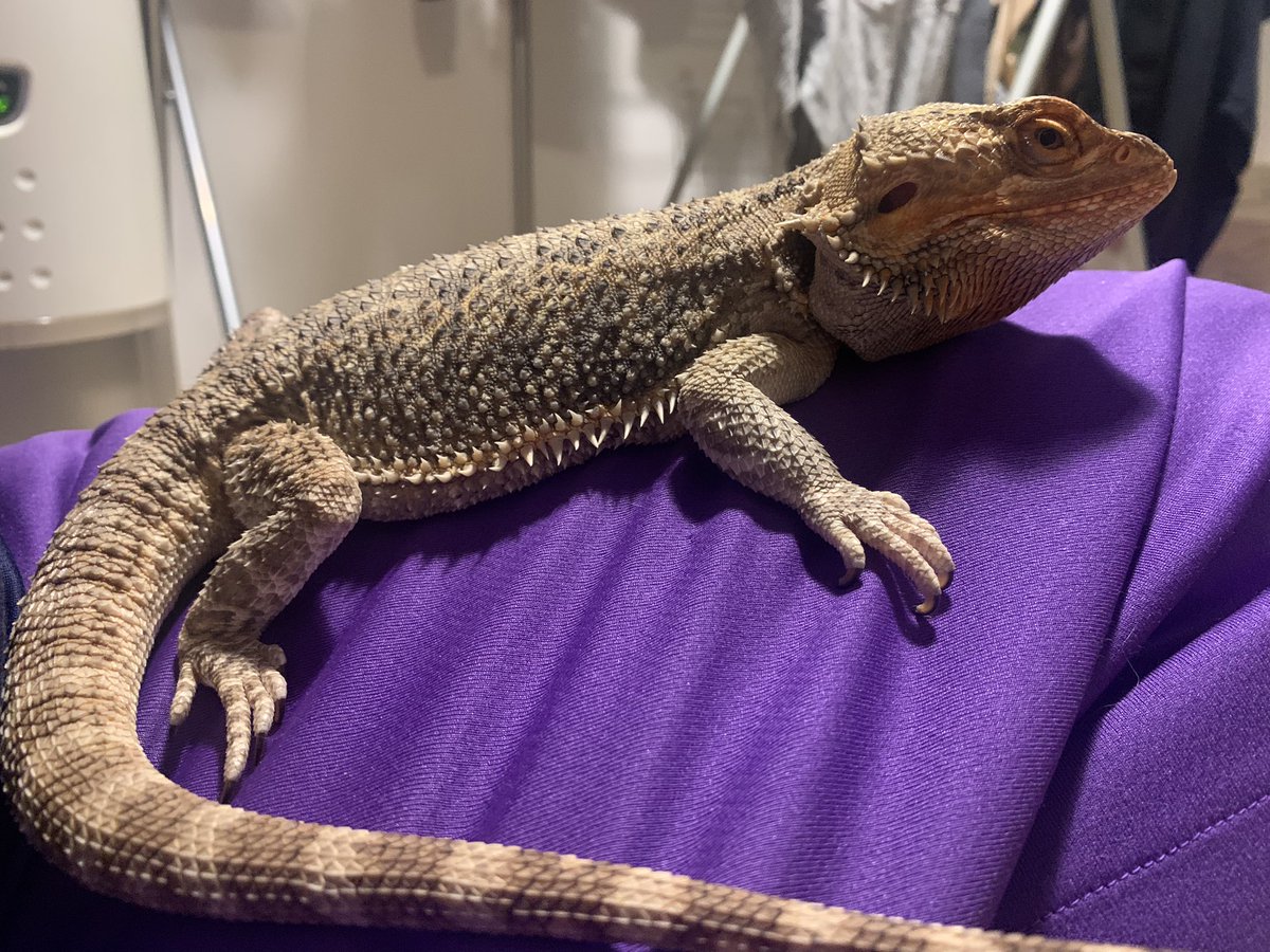 love_animal777's tweet photo. フトシ🥰
#フトアゴヒゲトカゲ #トカゲ #爬虫類 #ペット #reptile #beardedlizard https://t.co/TvFjjJee8N