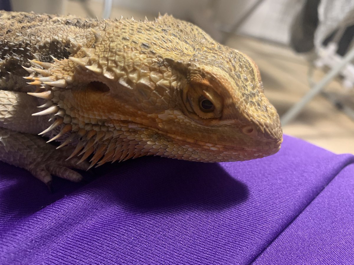 love_animal777's tweet photo. フトシ🥰
#フトアゴヒゲトカゲ #トカゲ #爬虫類 #ペット #reptile #beardedlizard https://t.co/TvFjjJee8N