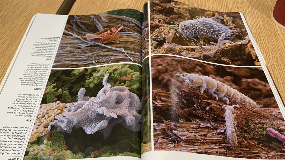 Sarah_Garry's tweet photo. First day of annual leave. I turn the page of September’s @NatGeoUK (running a bit behind!) to find a super article on #soil organisms in Germany’s Black Forest. We can’t escape soil! @Soil_Science https://t.co/0qWgFDH2bC