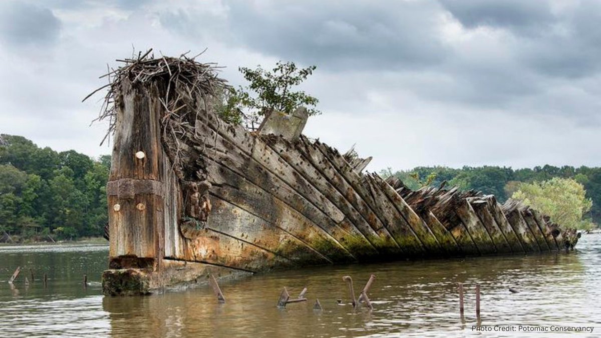 When the National Marine Sanctuaries Act passed 50 years ago, it marked a new era in environmental protection.
 
Today these sanctuaries, like MD’s Mallows Bay & its ghost fleet, give people access to beautiful outdoor spaces. Let’s keep working together to #SaveSpectacular.