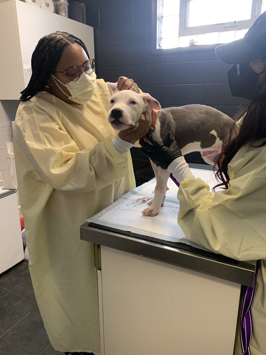 dog_rates's tweet photo. This is Car Seat French Fry. He was found with a severe case of parvovirus, a fatal disease for puppies. It must be treated quickly for a possibility of survival. You can give him a second chance at a happy and healthy life through the link below ❤️‍🩹

https://t.co/3lvO2PmPGt https://t.co/4EnkQm2lfM