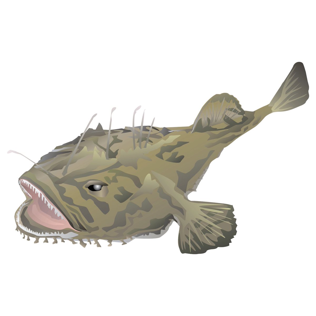 GMRI's tweet photo. It's a monkfish!

This fish might look a bit spooky, but it sure is delicious. It's also easy to cook at home!

Here's a great recipe from our Culinary Partner @LukesLobster to get you started:  https://t.co/w0yajJwUjk

#CelebrateSeafood #EatMoreSeafood #NationalSeafoodMonth https://t.co/P4Vice4PLV