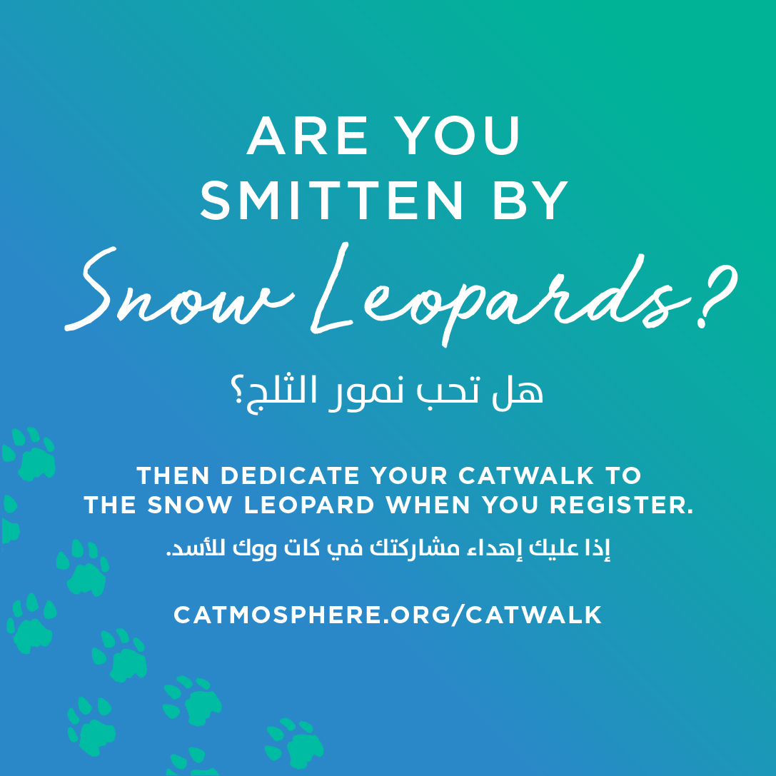 Today we celebrate World Snow Leopard Day. The future of Big Cats, including the Snow Leopard, is threatened by issues that affect us all. Catwalk for our Collective Wellbeing on Sat 5 November 2022. Sign up now catmosphere.org/catwalk #catwalk2022 #conservation #snowleopard