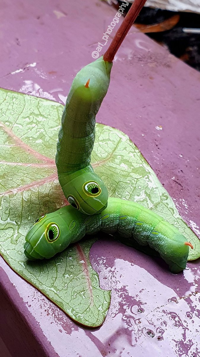 azhari_614's tweet photo. Cie..cie
Ada
Romeo and juliet persi ulat hijau🐛💖🐛🤭

#ulat #ulatbulu #caterpillars #photo #phonegraphy #PhotoGallery #photography #photoshop #nft #nft https://t.co/bKr0hHtHn0