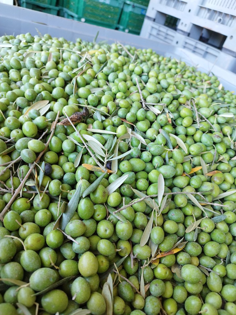 los_pago's tweet photo. Cosecha temprana de nuestro #AOVE #Ecológico que producimos en #pagolosbichos de nuestras aceitunas de Manzanilla. 
#evoo #Zamora #aceitedeoliva #aceituna #olive #harvest #cosechapropia https://t.co/rUktIowCjw