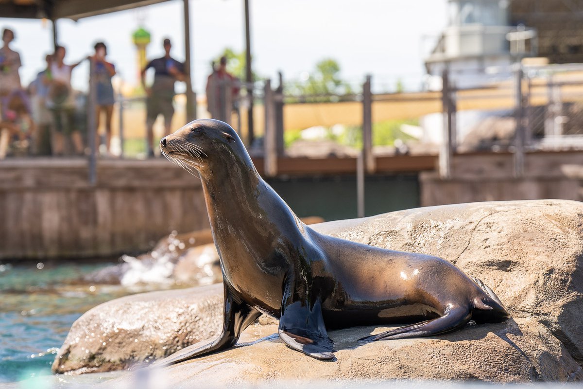 During Boo at the Zoo, presented by @Wendys, join us at the Lighthouse Theater for Sea Lion Training Tales presentations. On Fridays, Saturdays, and Sundays at 11 a.m., experience the wonder of the California sea lions swimming and jumping through water. bit.ly/3AsstG4