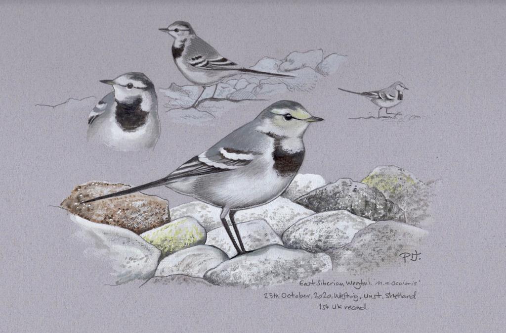 Now that the East Siberian Wagtail that we found in 2020 has been formally accepted, I thought it was appropriate to get our friend @philjo61 to do the honours and produce us a painting. Very pleased with the result.