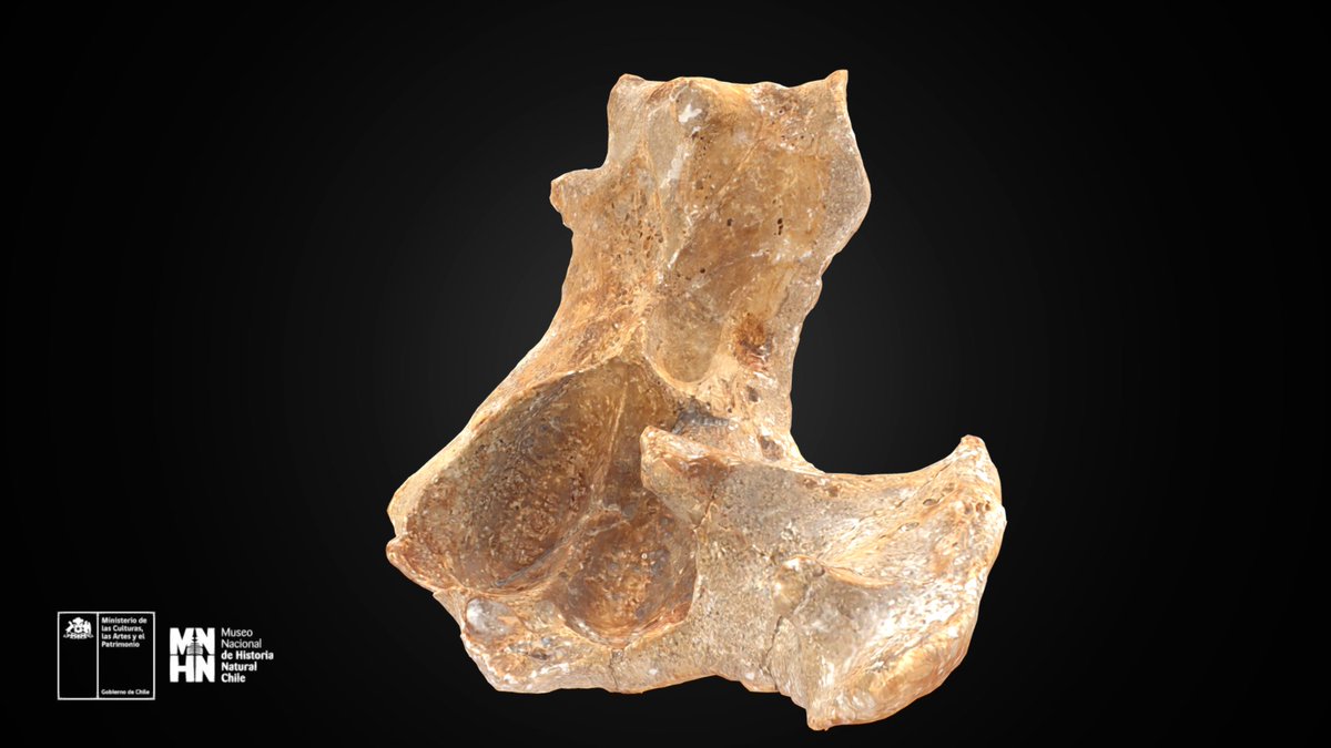 #MNHN3D Es una cosa de viernes. Nuestras colecciones MNHN 3D en <a href="/Sketchfab/">Sketchfab</a>. Hoy vamos con uno de nuestros tesoros paleontológicos: el Pelagornis chilensis. Esta vez compartimos un fragmento del cráneo de esta ave prehistórica 💀🦖🦕
En detalle acá 👉🏻skfb.ly/ozsXu