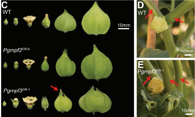 Establishing Physalis as a Solanaceae model system enables genetic reevaluation of the inflated calyx syndrome #PlantSci @ASPB buff.ly/3VLNMMz