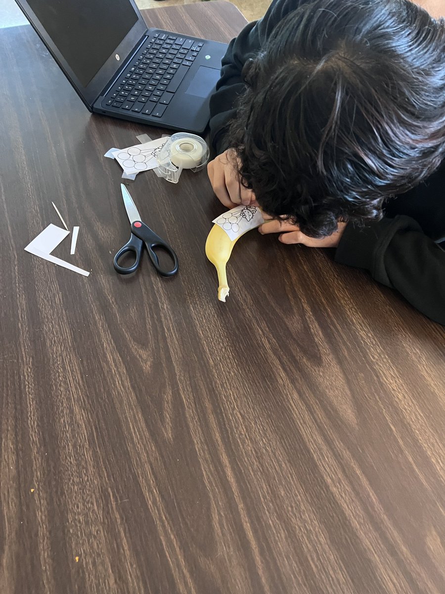 Mrs_Orrostieta's tweet photo. Banana tattoos for FlexiFridays! Learning about enzymatic browning in the process. #whyGT #NorthsideGT #NorthsideIgnited #RootEDRudder @NISDGTAA @EarlRudderMS https://t.co/fRdQaM7URc