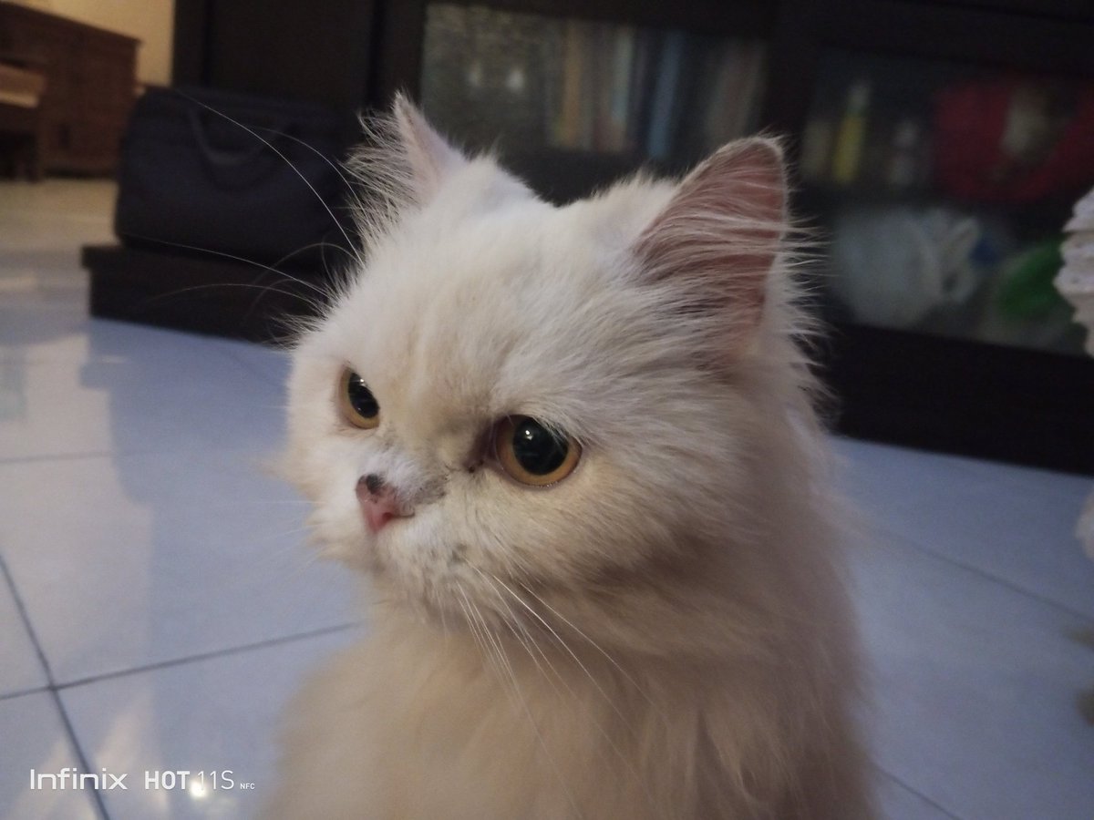 VonRichter3's tweet photo. My cute little ball of snow 😻 https://t.co/FWJ6sbrlT6