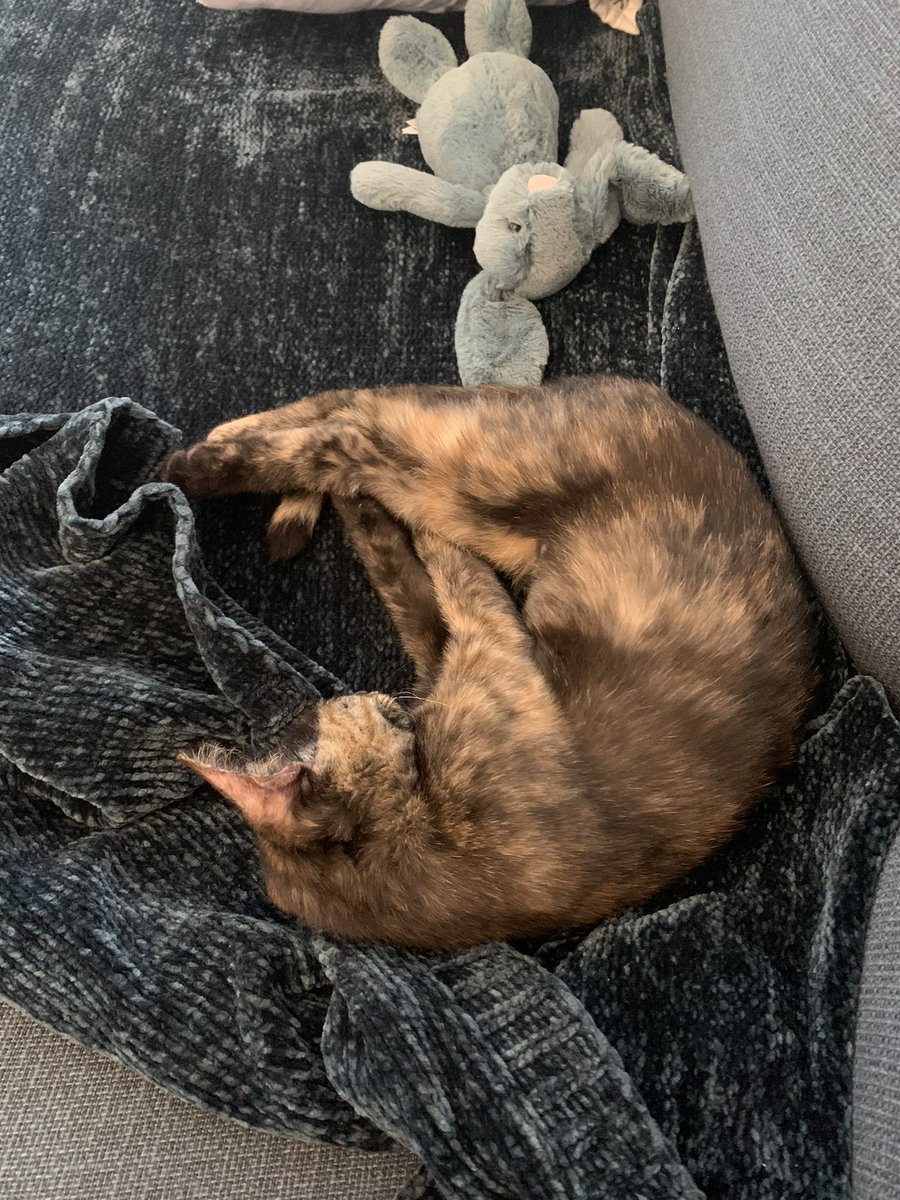 ludachris0's tweet photo. My beautiful kitten Peppa 💜 https://t.co/shro2pKrvF