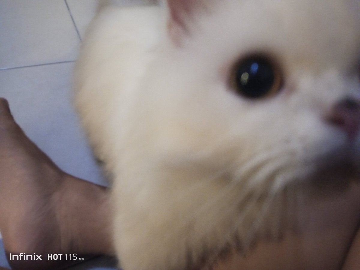 VonRichter3's tweet photo. My cute little ball of snow 😻 https://t.co/FWJ6sbrlT6