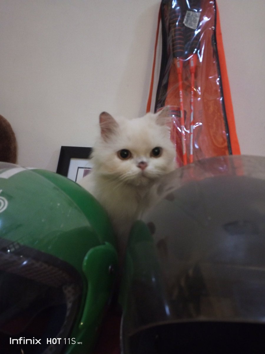 VonRichter3's tweet photo. My cute little ball of snow 😻 https://t.co/FWJ6sbrlT6