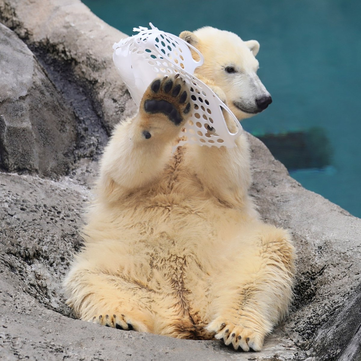 ゆめちゃんのカゴ遊びいろいろ。 #ホッキョクグマ #旭山動物園 #polarbear #ゆめ