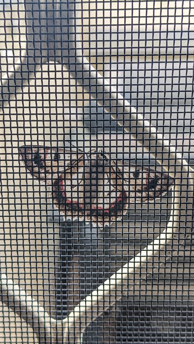 ThatRedLad's tweet photo. @BillBailey your show tonight was great. I had no idea you were a lepidopterist, but it's a great coincidence given that I met this little creature shortly before heading out to your show, Can you tell me what it hit please? https://t.co/SdmERK71jO