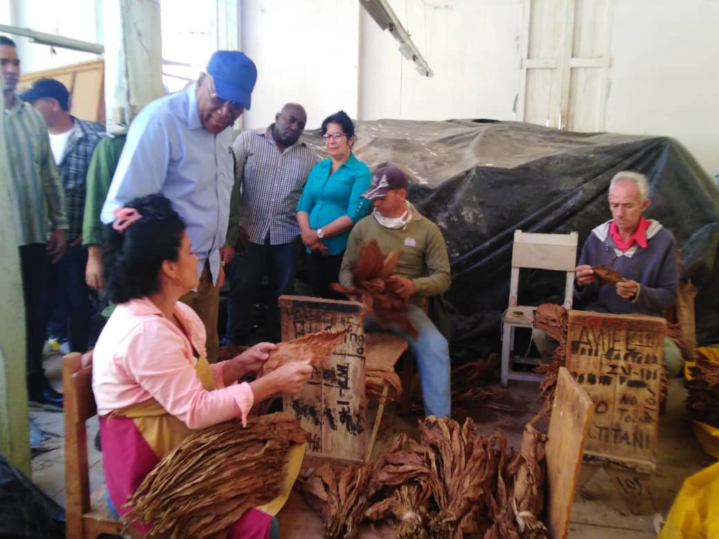 La mayoría de los trabajadores de la escogida de tabaco tapado de #SanJuanYMartínez en #PinarDelRío tuvieron afectaciones en sus viviendas, pero la producción y la recuperación no se ha detenido. #CubaVsBloqueo #CubaPorLaPaz