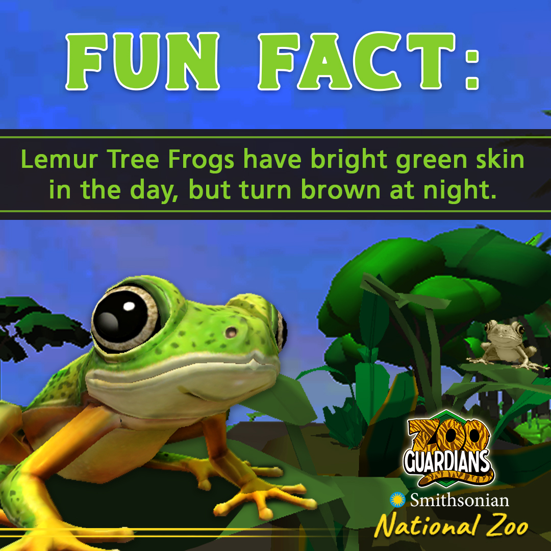 ZooGuardians's tweet photo. This #FunFactFriday’s is as different as day and night. 🐸 During the day☀️, lemur frogs have bright green skin. At night🌖 these creatures turn brown to better blend in with their surroundings. Click the link🔗 in our bio to start building your own zoo today #ZooGuardians! https://t.co/HGsDD4MpOG