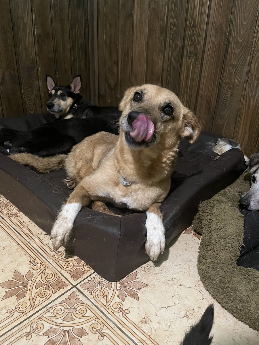 Raise for repairs in the room where the elders, puppies and almost healthy dogs live  
We live in a rented house and have to maintain it in good condition 
In the room for the disabled, we have already done lining the walls with wood, more practical and beautiful