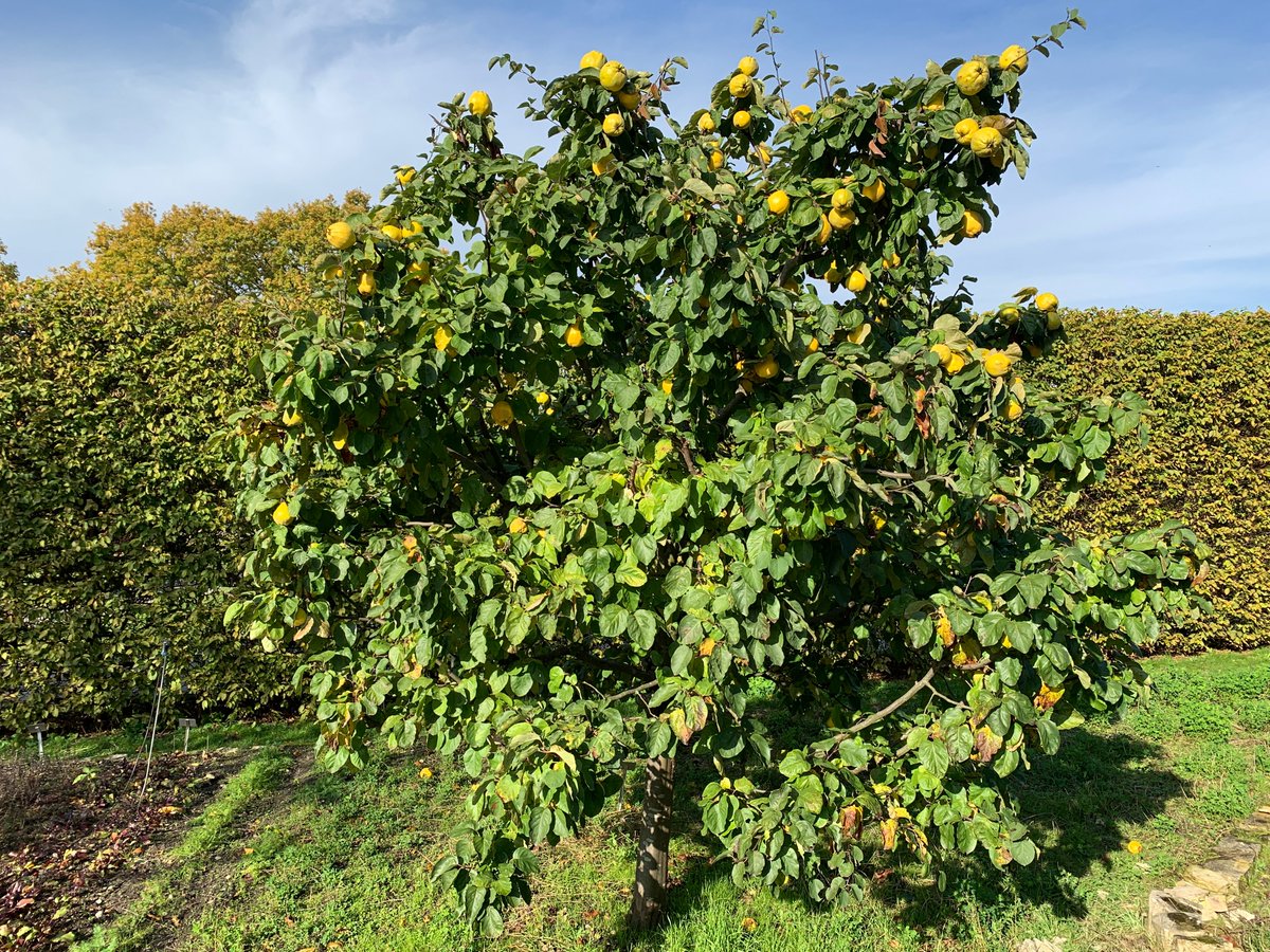 BotGartenHH's tweet photo. Die Quitten sind reif - goldgelb leuchten die Früchte in der Sonne.
Loki Schmidt hat aus dem Saft von Quitten (Cydonia oblonga) "Quittenbrot" hergestellt.
#quitten #quittenbrot #cydoniaoblonga #lokischmidt #lokischmidtgarten #botanischergartenhamburg
Fotos: BGHH/ Angela Jahns https://t.co/Mj38IJeiii