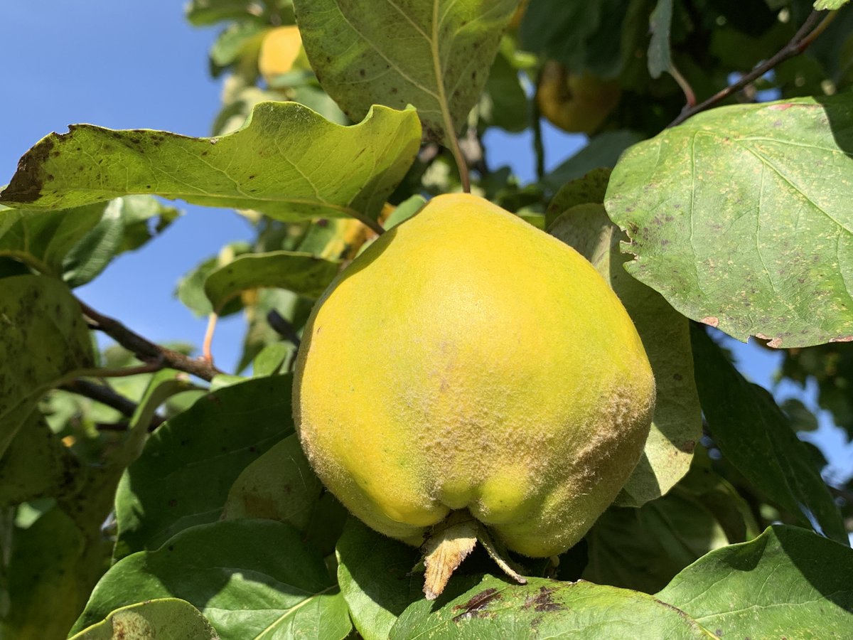BotGartenHH's tweet photo. Die Quitten sind reif - goldgelb leuchten die Früchte in der Sonne.
Loki Schmidt hat aus dem Saft von Quitten (Cydonia oblonga) "Quittenbrot" hergestellt.
#quitten #quittenbrot #cydoniaoblonga #lokischmidt #lokischmidtgarten #botanischergartenhamburg
Fotos: BGHH/ Angela Jahns https://t.co/Mj38IJeiii