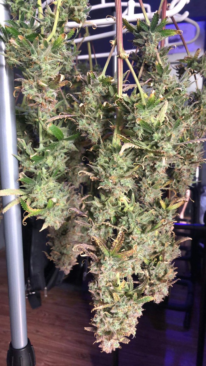GrowAllDay420's tweet photo. อีกไม่นานแล้วนะครับ ติดตามได้ที่ Youtube Grow All Day 420
เราจะบอกทุกวิธีการปลูกตั้งแต่ต้นจนจบดอกเลยครับ

#Growth #กัญชา #กัญชากทม #กัญชากรุงเทพ #กัญชารามคําแหง #กัญชาออแกนิค #บางปู #บางพลี #ปากน้ํา #พันลําog #แพรกษา #สมุทรปราการ #ศรีนครินทร์ #กัญชาอัดแท่ง #กัญชานอก https://t.co/hDkwzpI43X